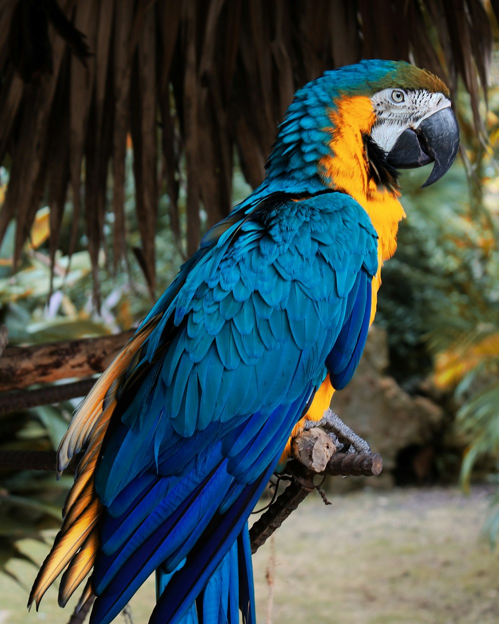 un pájaro azul y amarillo