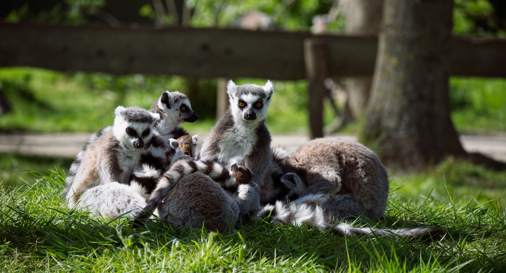 a group of lemurs sitting in the grass