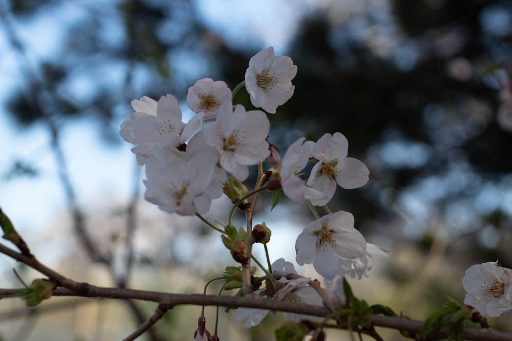 a close up of white flowers on a tree branch