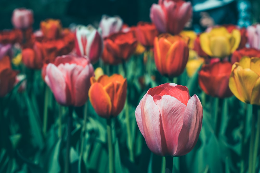 a group of colorful flowers