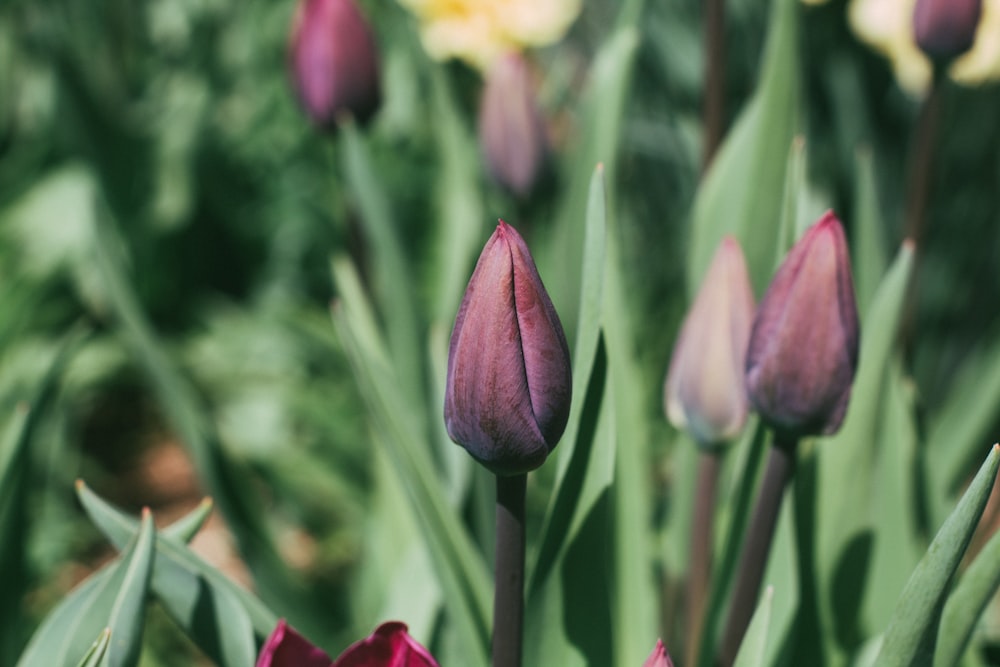 a close up of a flower