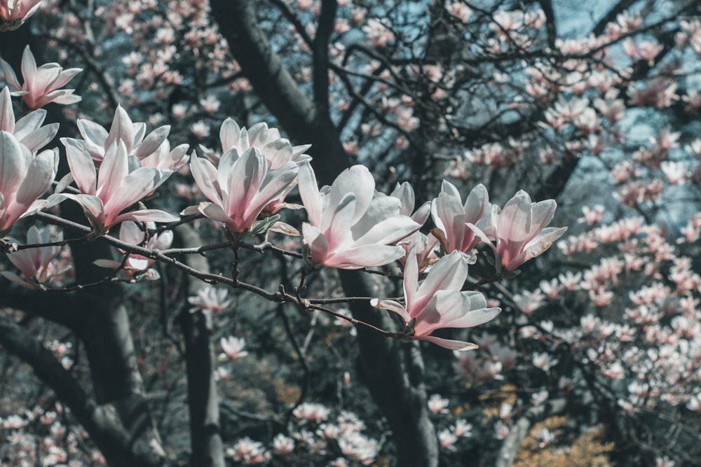 a group of pink flowers on a tree