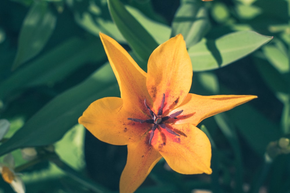 a yellow flower with green leaves