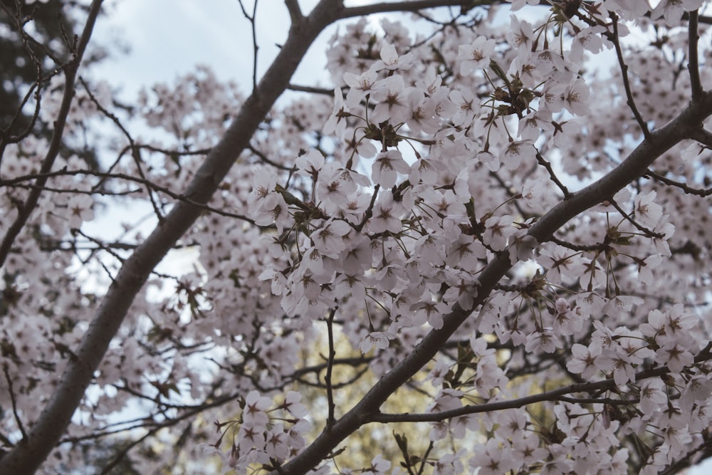 a tree with white flowers