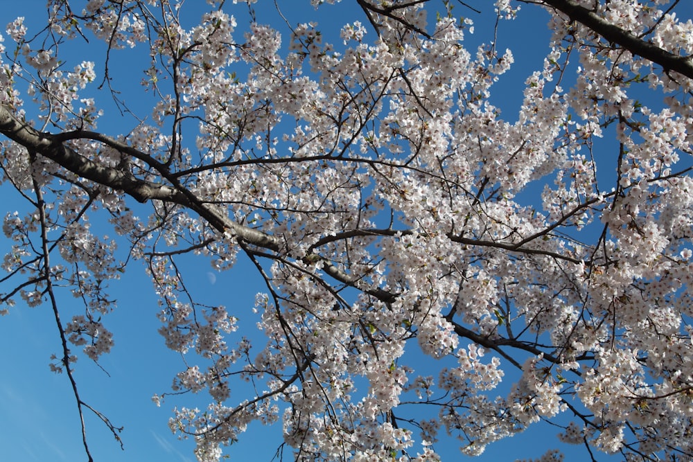 a tree with white flowers