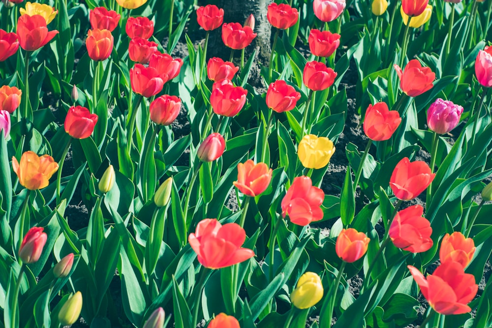 a field of colorful flowers