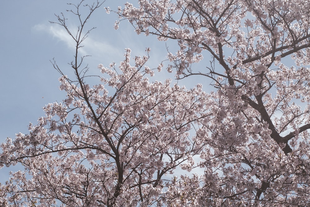 a group of trees with white blossoms