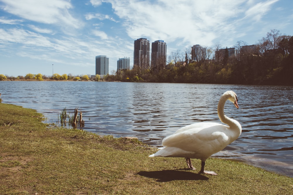 a white swan on a shore by a body of water with a city in the background