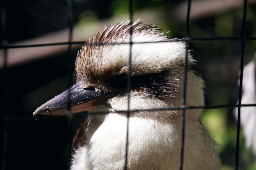 a bird with a long beak