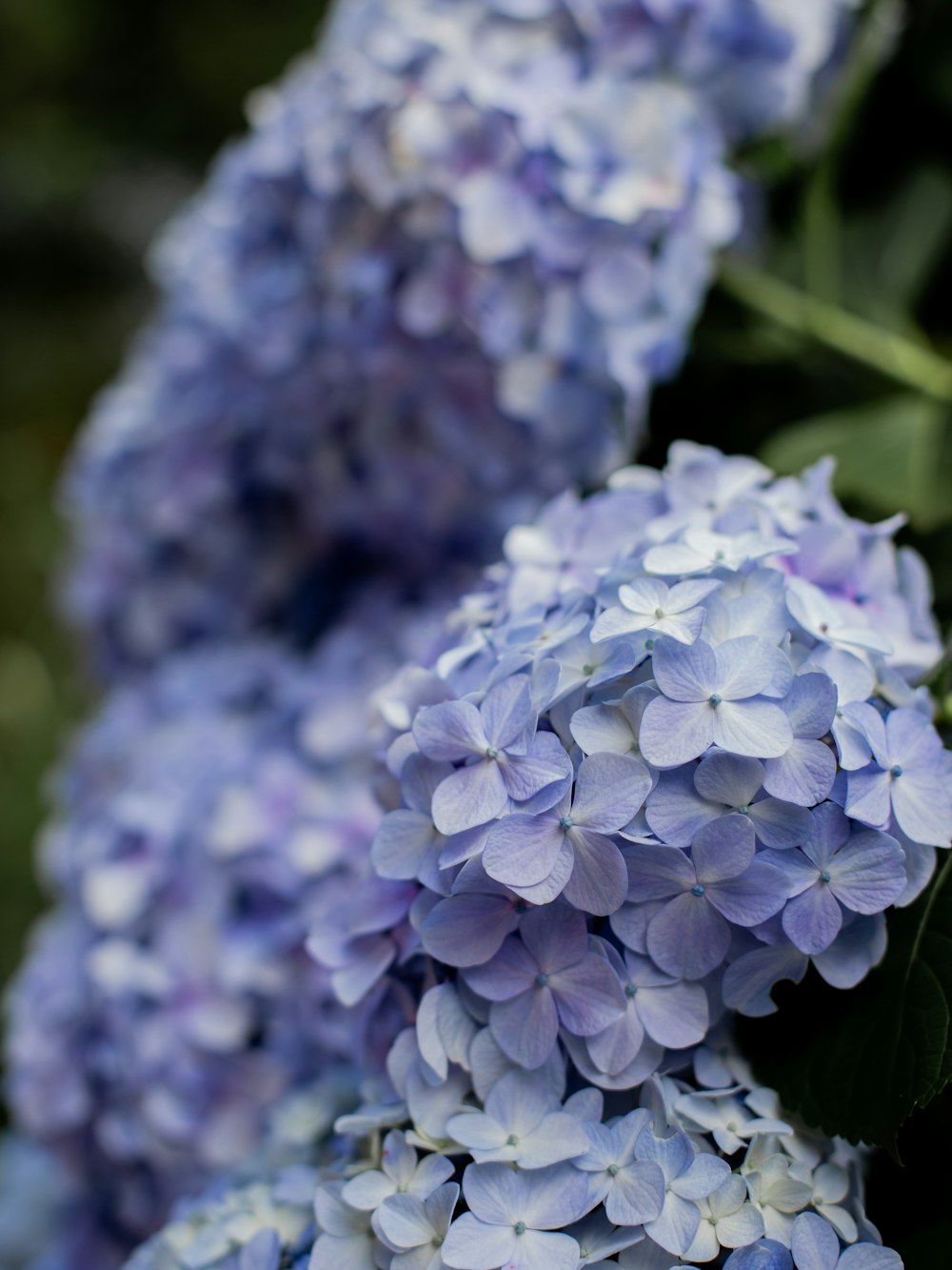 a close up of some flowers