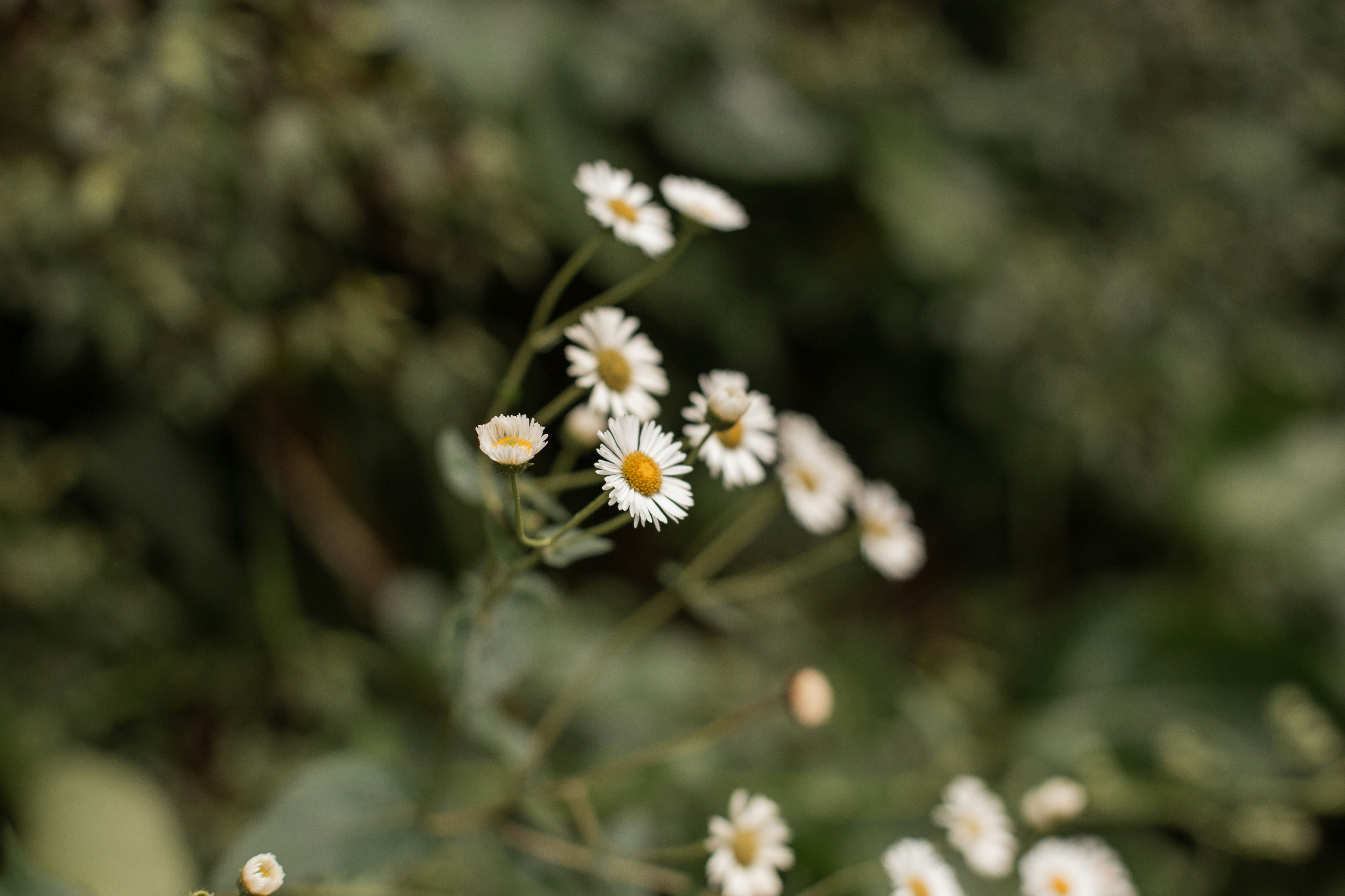 Photo by carolineveronez