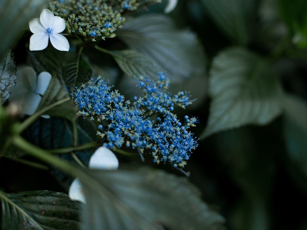 a close up of a blue flower