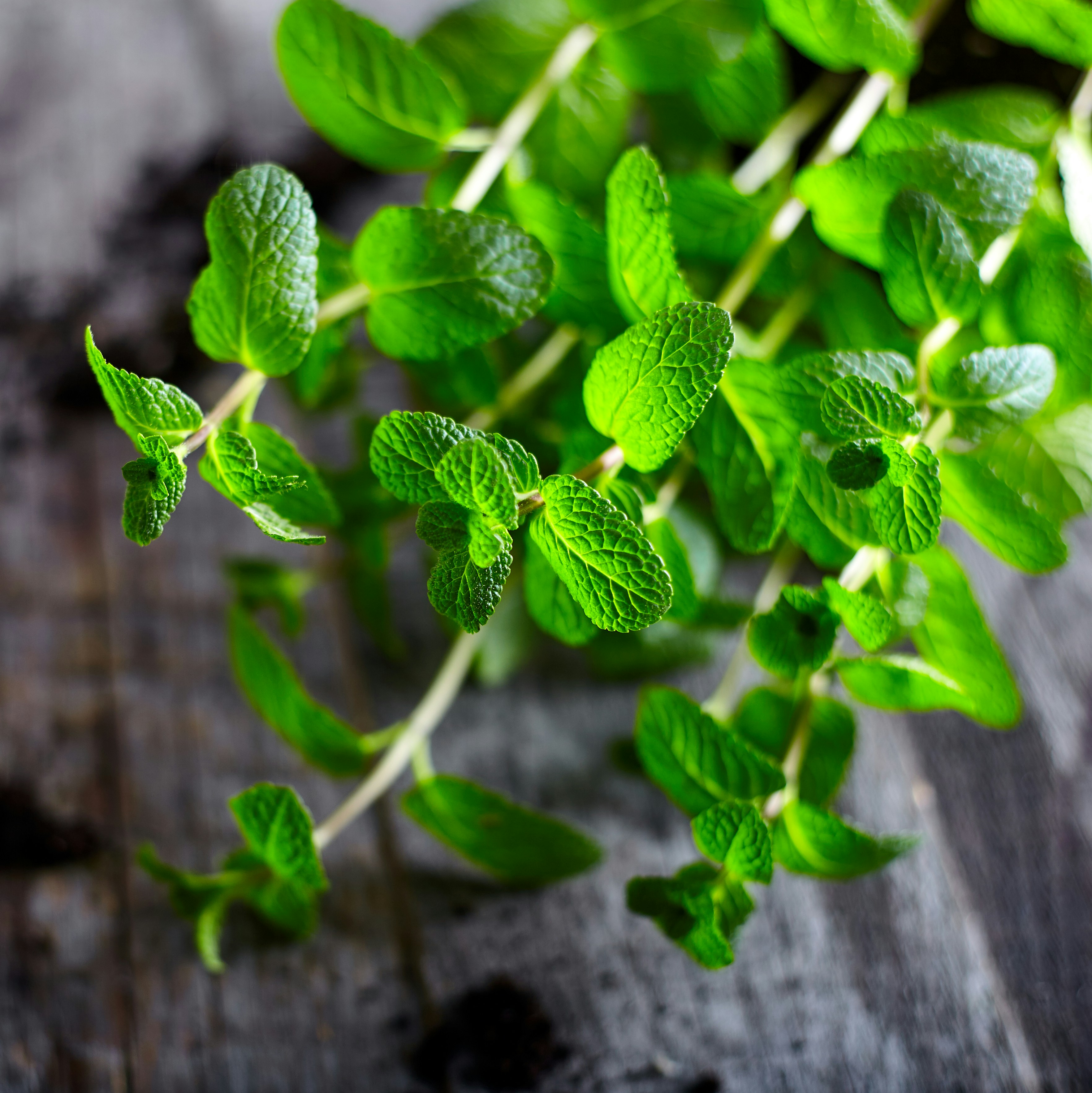 a close up of a plant