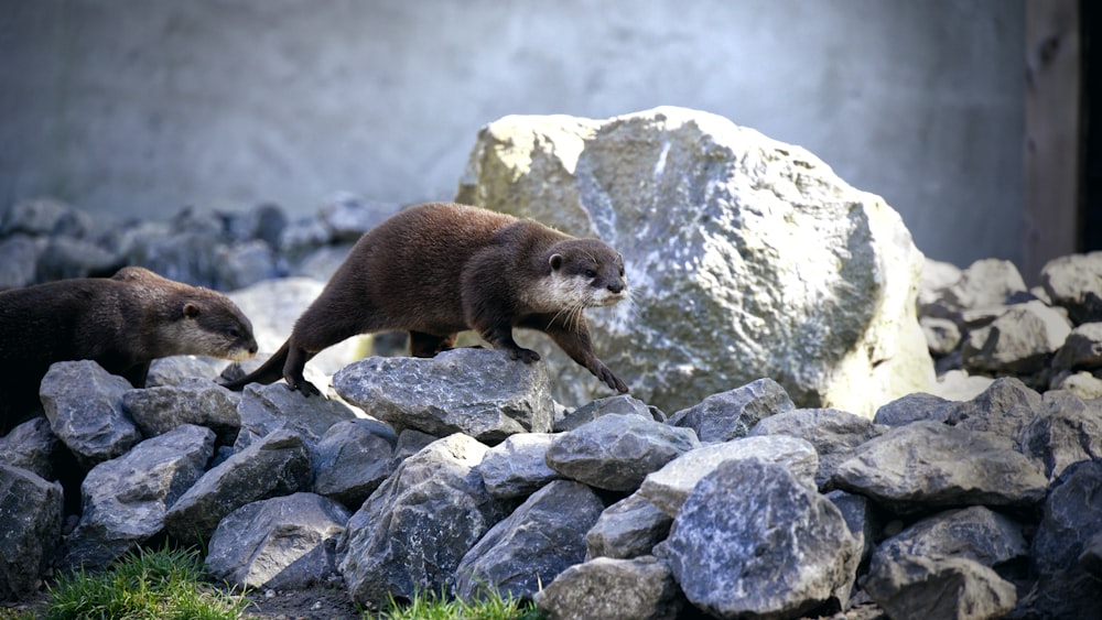 a couple of otters on rocks