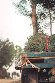 A traditional wooden cart loaded with freshly harvested grains ready for transport.
