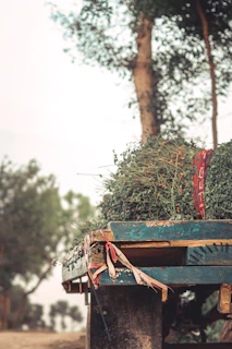 Close-up of freshly harvested grass laid out in neat bundles on a rustic wooden cart
