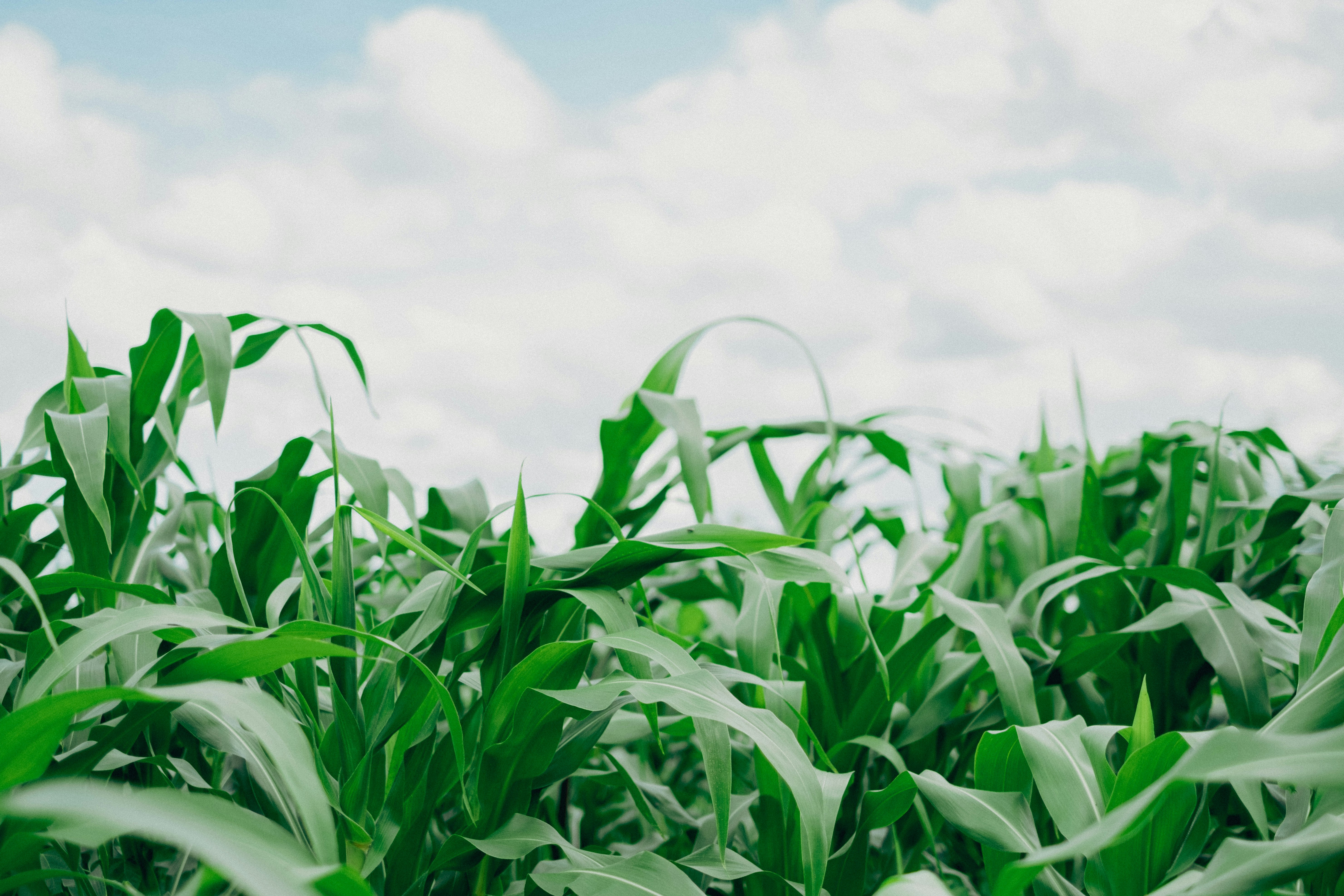 a field of green plants