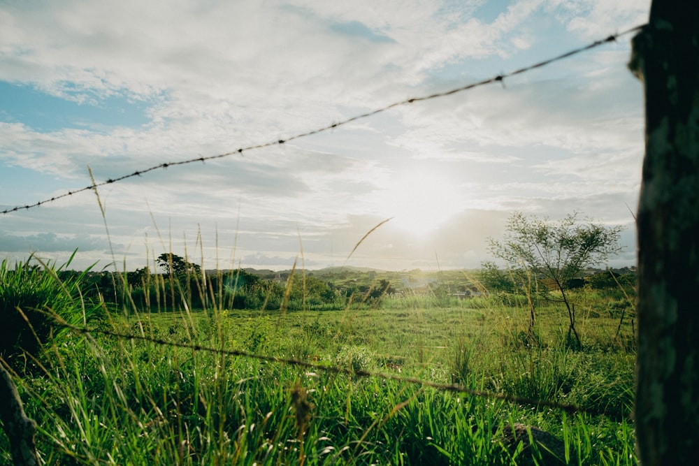 a field with grass and trees