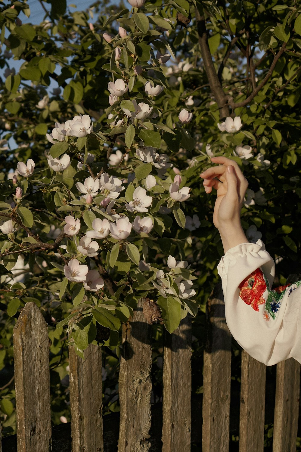 a person holding a tree with white flowers