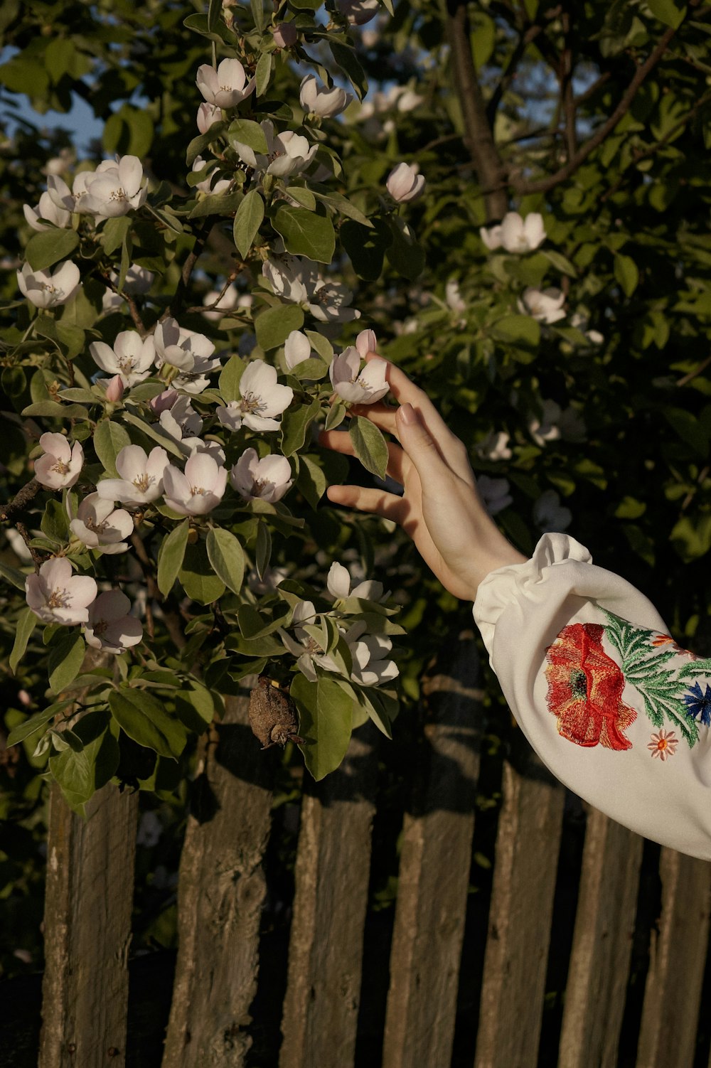 a hand reaching for a tree with white flowers