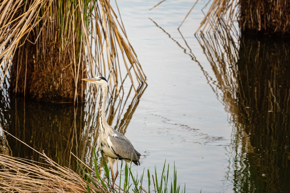 a bird standing in water