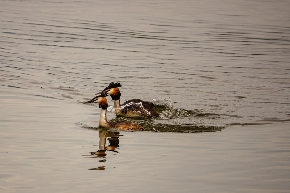 a bird on a rock in the water