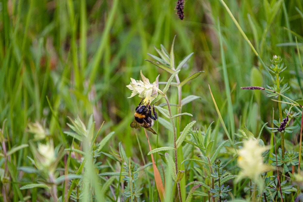 a bee on a flower