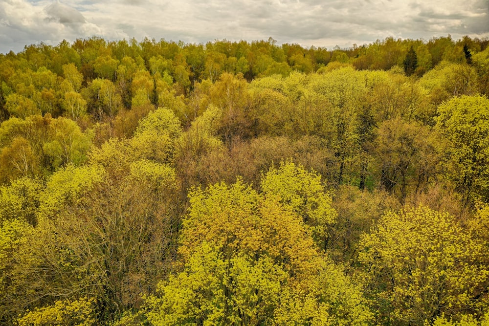 a forest of trees