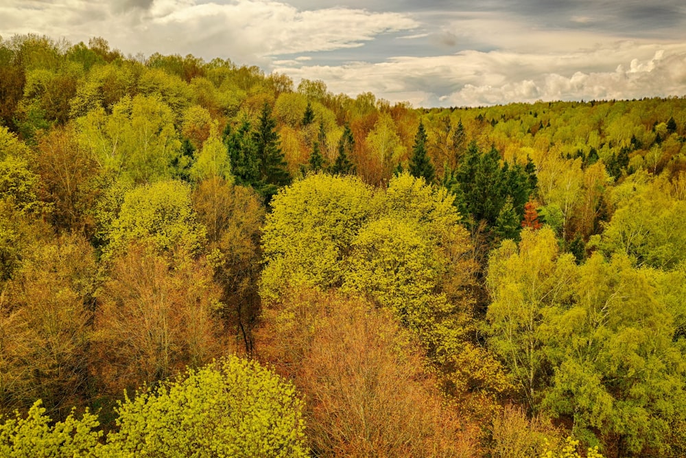 a forest of trees