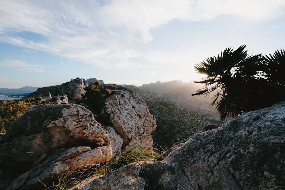 a rocky area with a tree