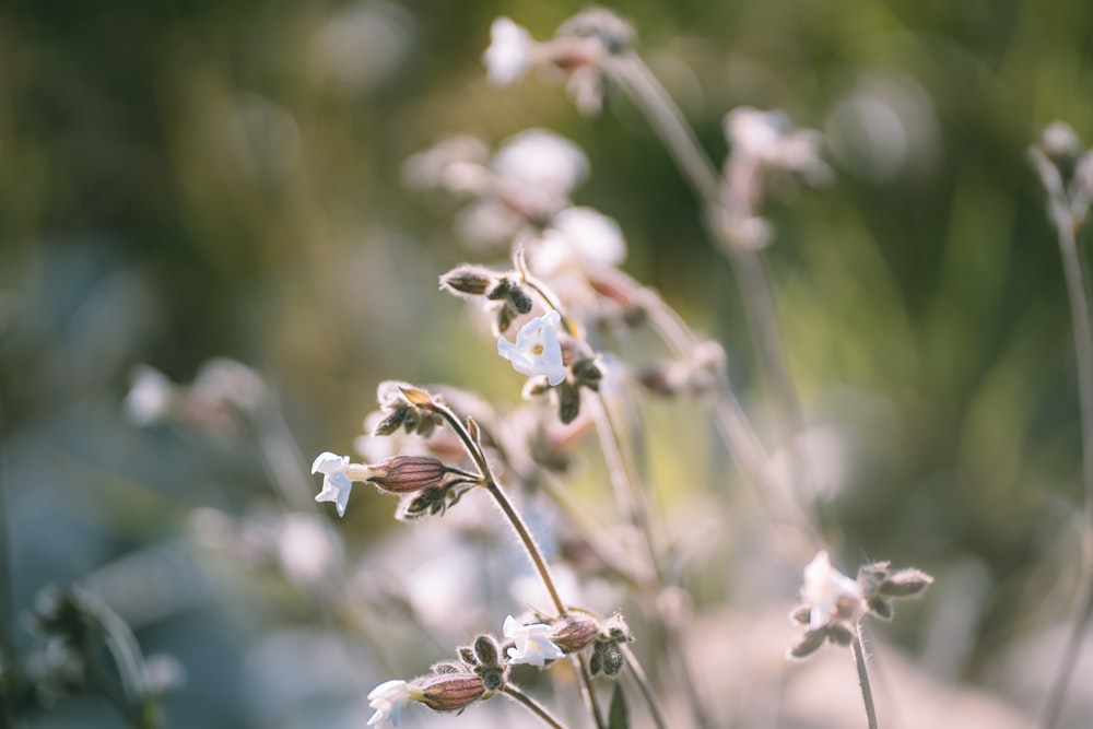 close up of a plant