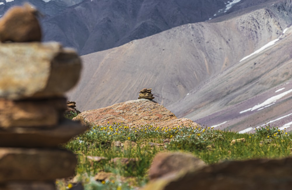 a butterfly on a rock