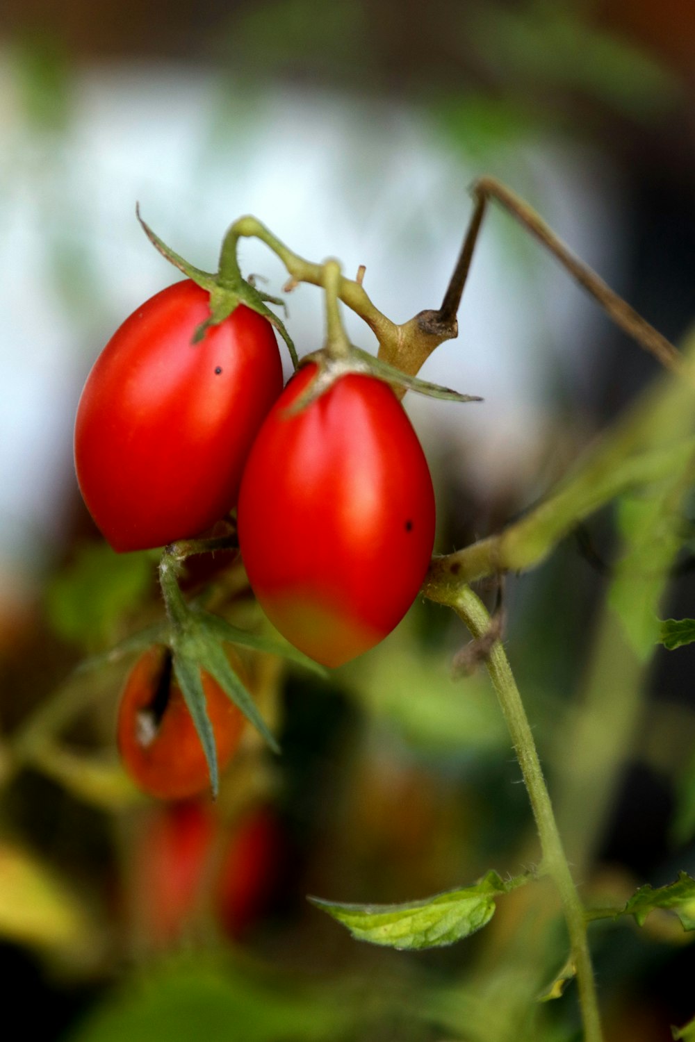 a close-up of some tomatoes