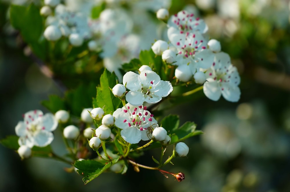 Eine Nahaufnahme von Blumen