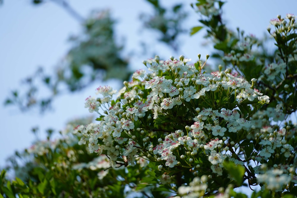 a close up of a plant