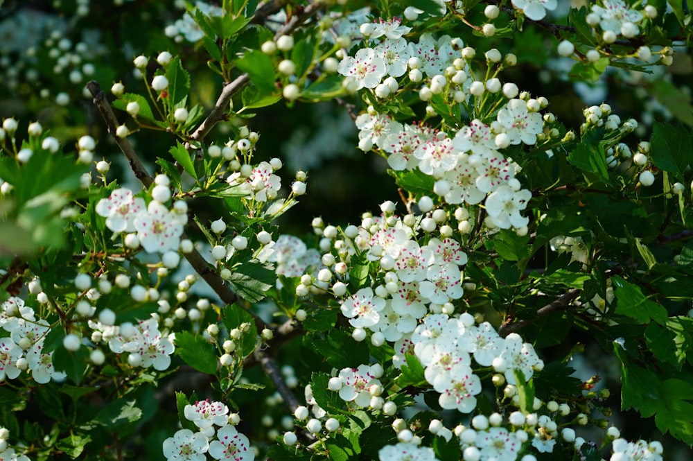 a bush with white flowers