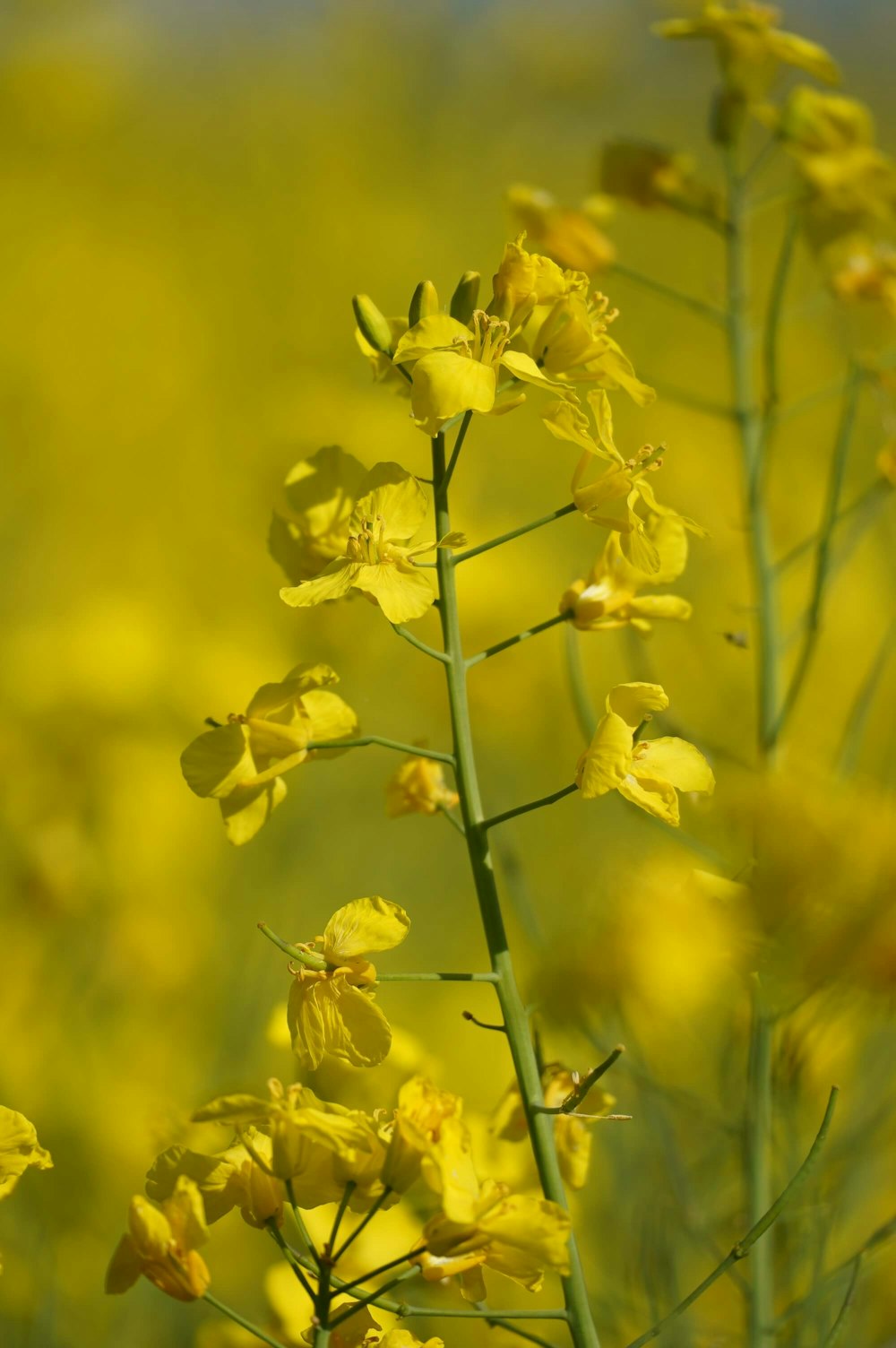 close-up of yellow flowers