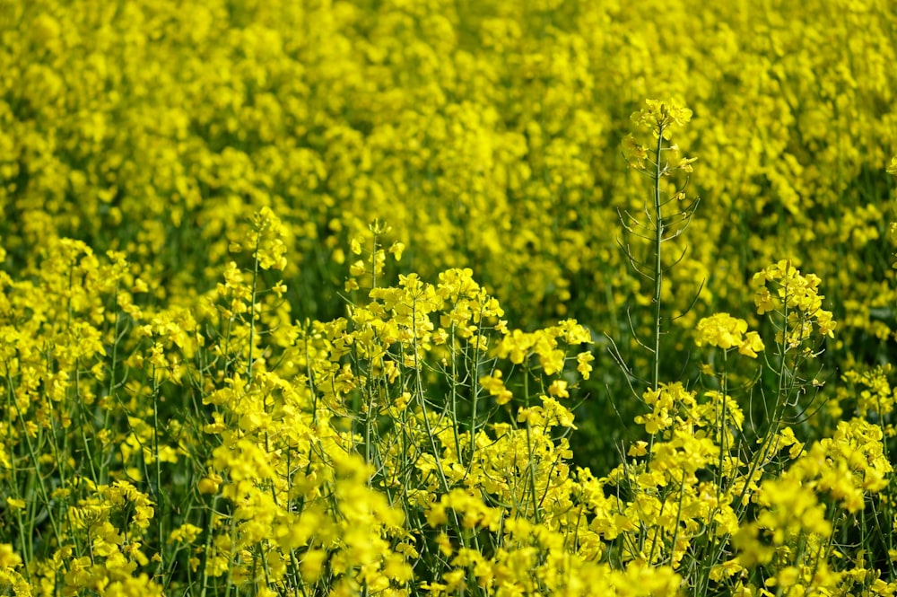 a field of yellow flowers