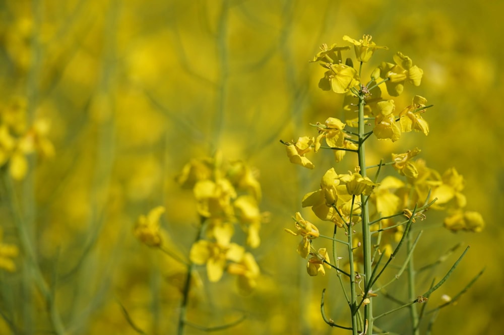 a close-up of some flowers