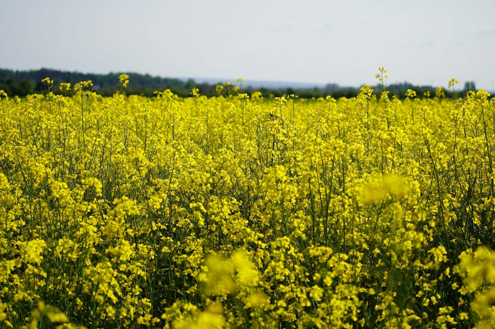 a field of yellow flowers