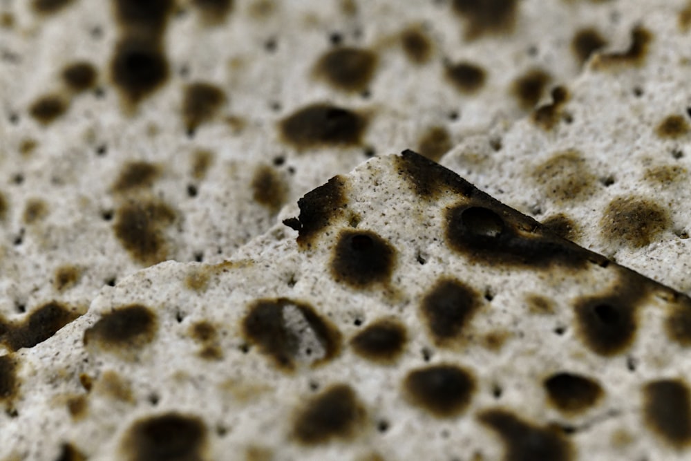 a close up of a sand dollar