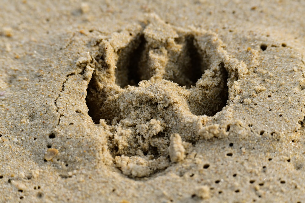 a close up of a buried image of a dog's face