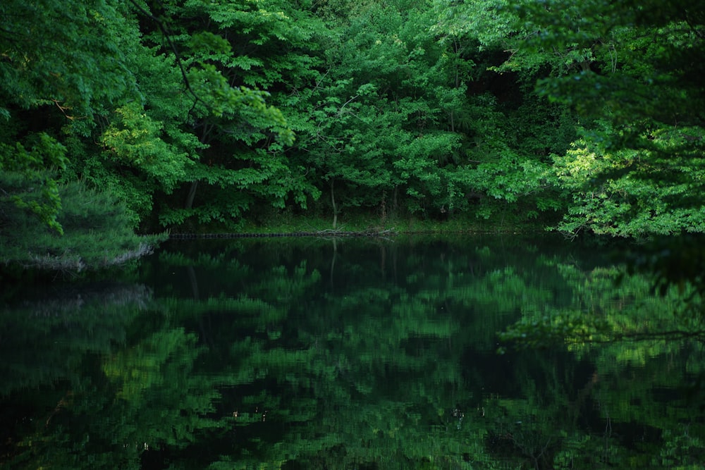 a body of water surrounded by trees