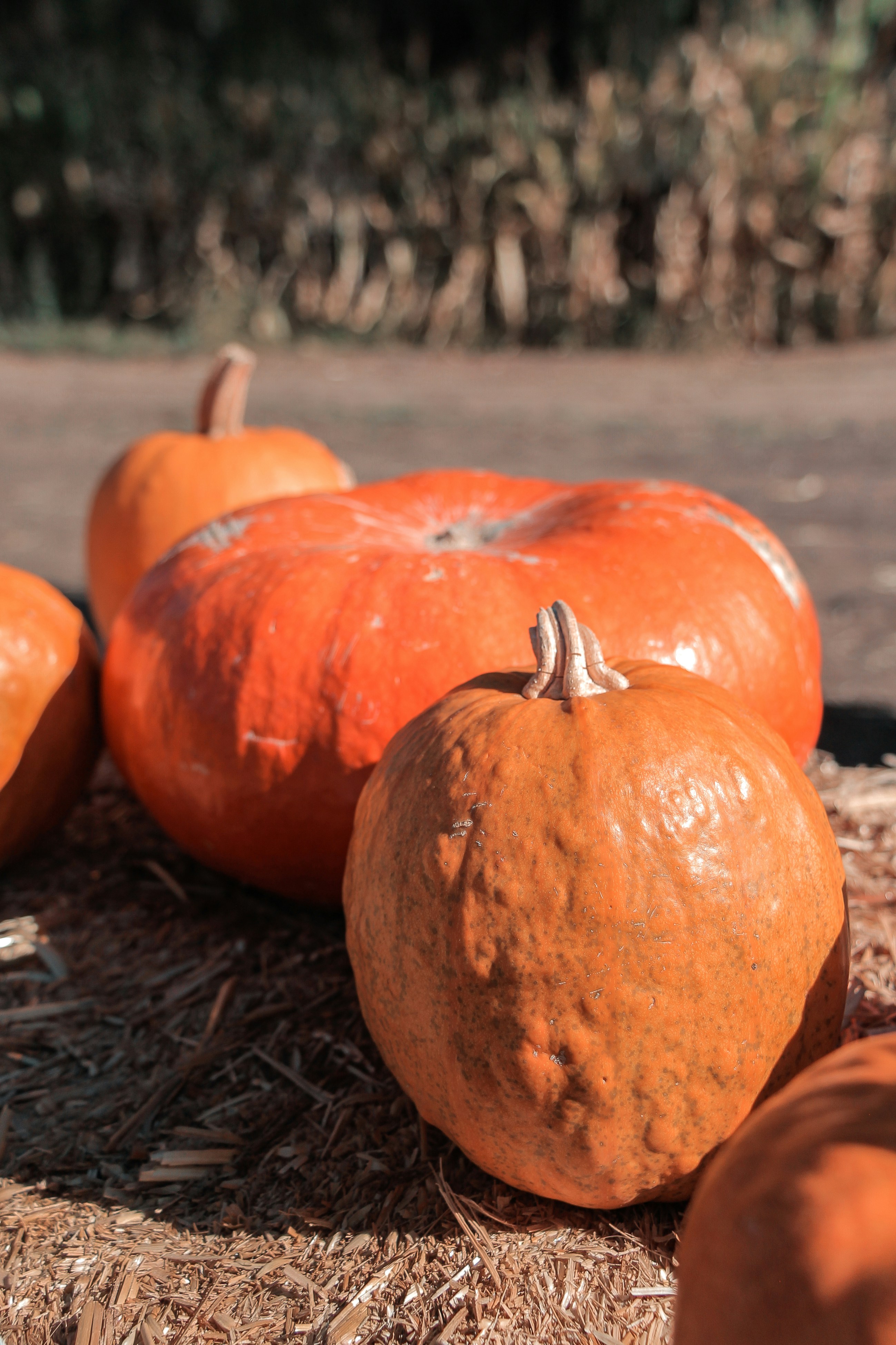 Photo by livingcolortj