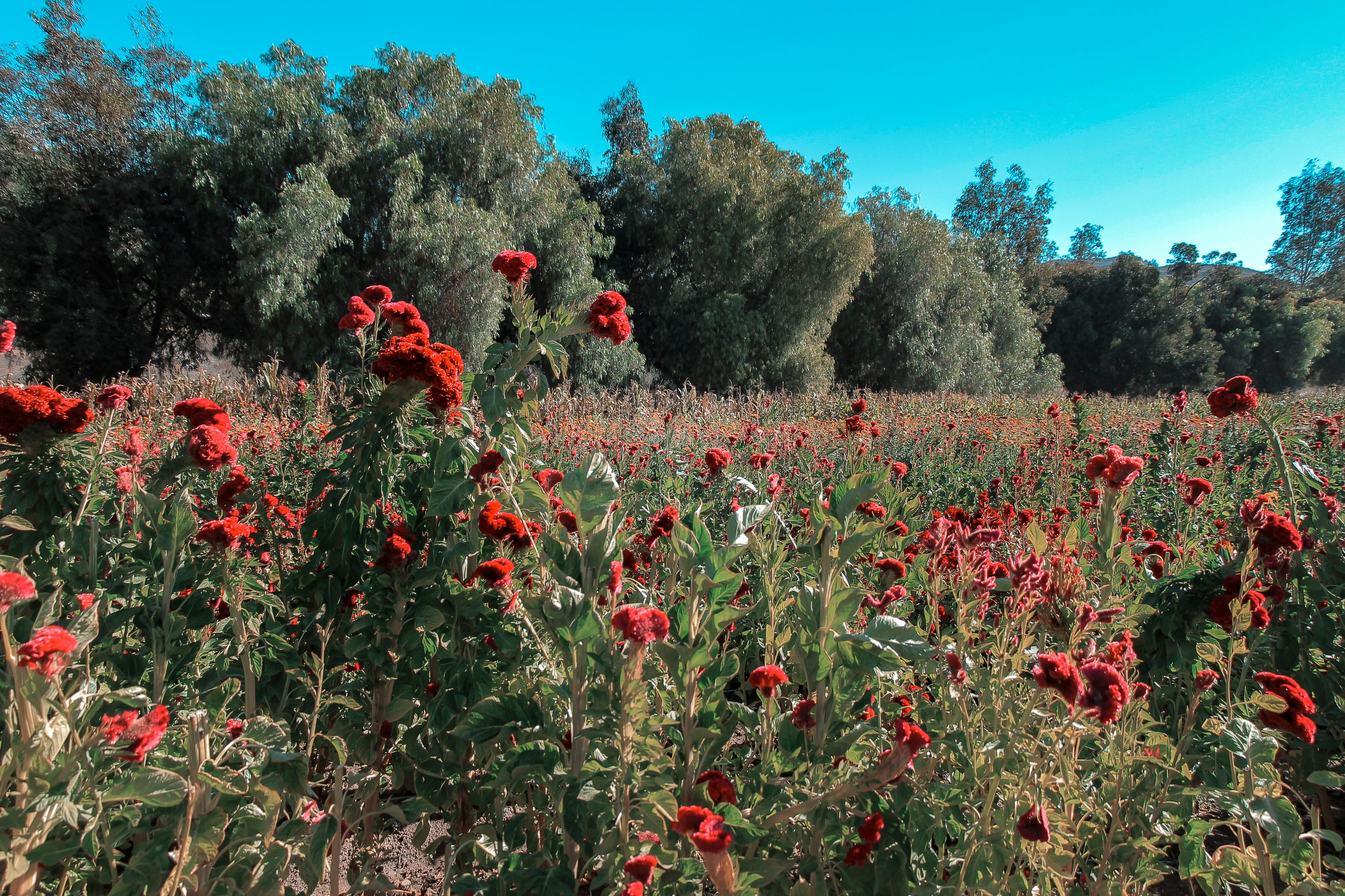 Photo by livingcolortj