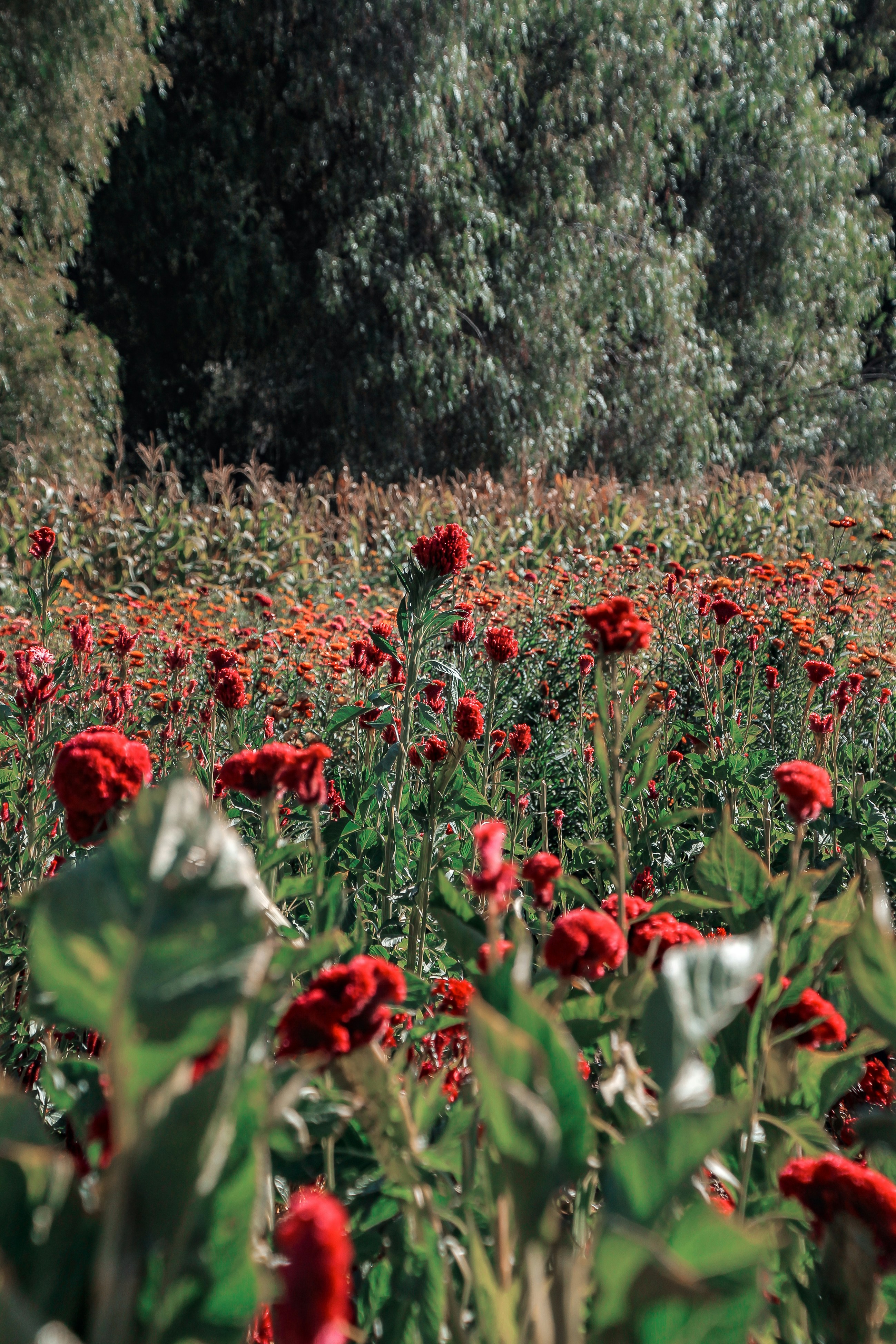 Photo by livingcolortj