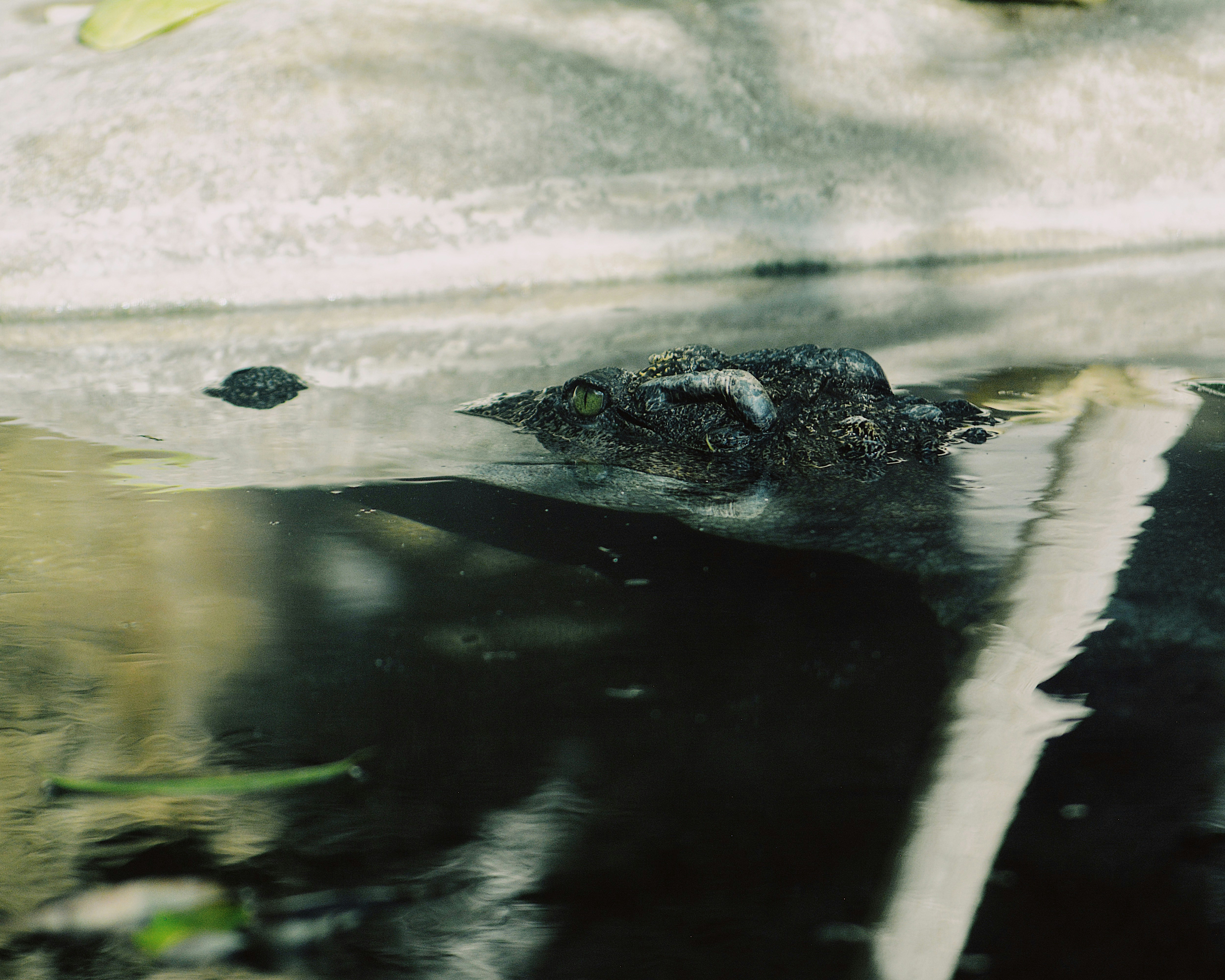 a crocodile in the water