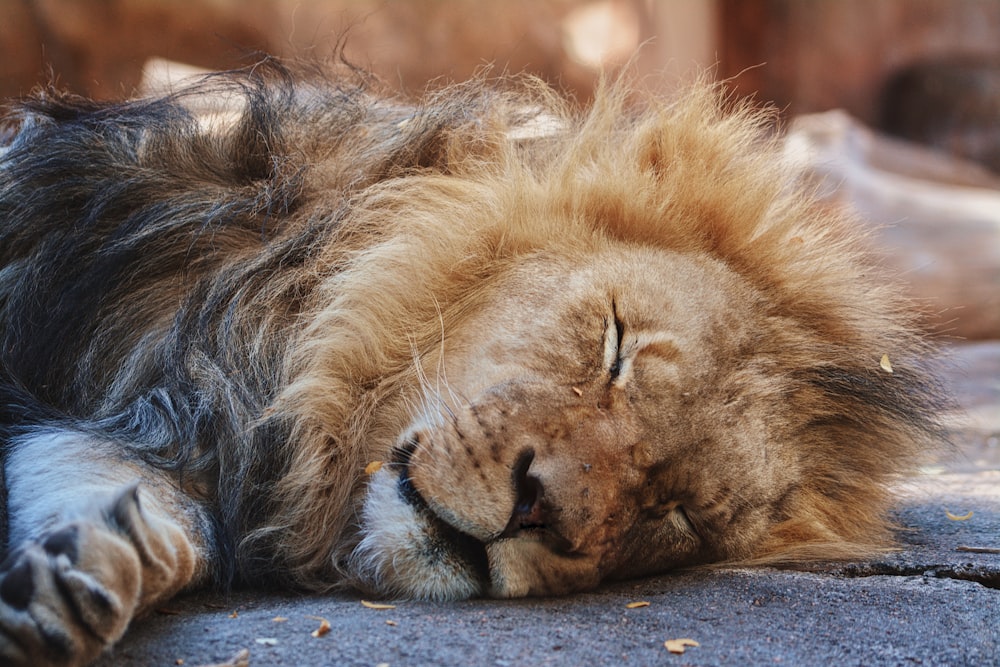 a lion lying on the ground