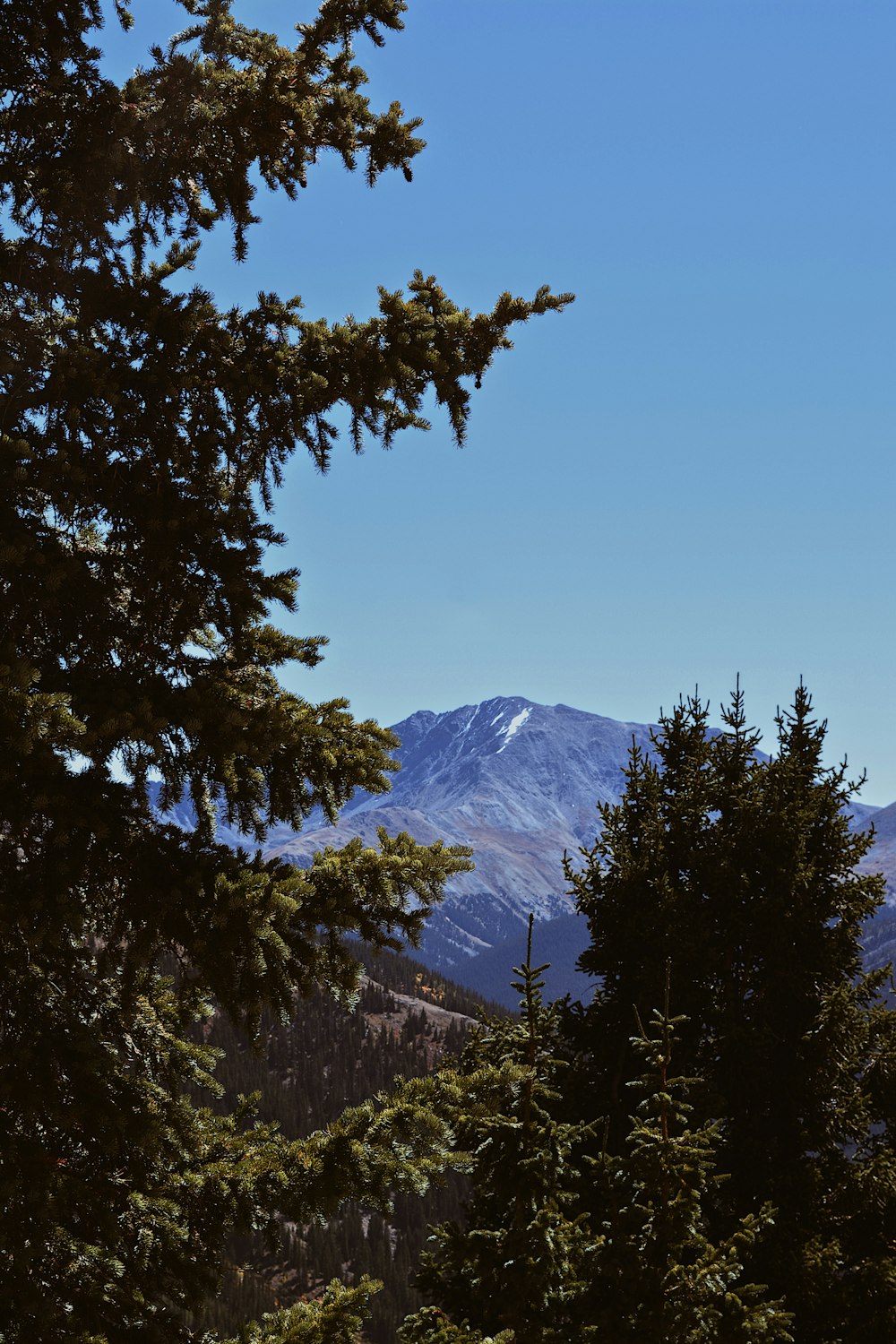 a mountain with trees in front of it