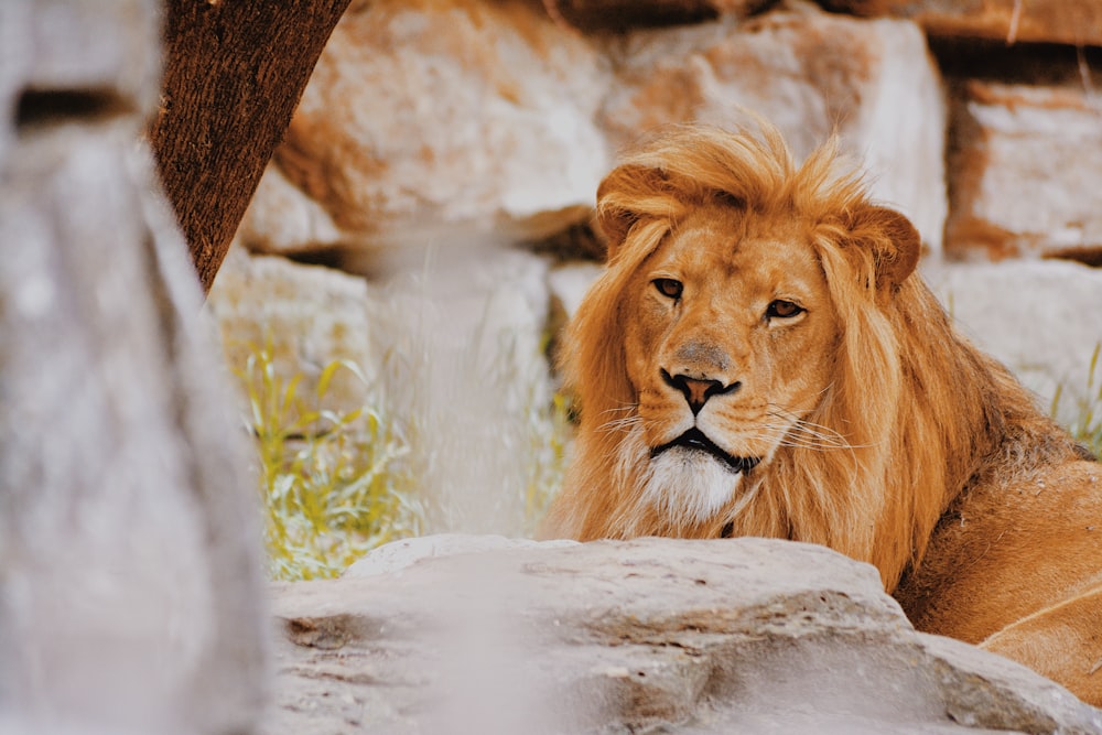 a lion lying on a rock